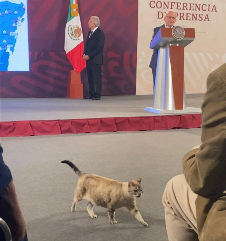VIDEO: Gatito logra entrar a la mañanera de AMLO y se roba los reflectores