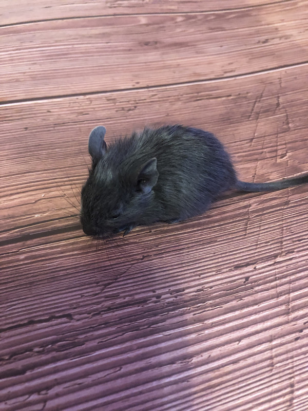 7CD9CC9A-DD4E-4BE6-A37C-CABCE336669A