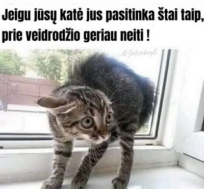 Paveikslėlis