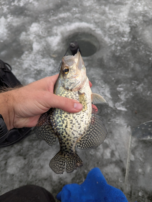 Crappie - Copy
