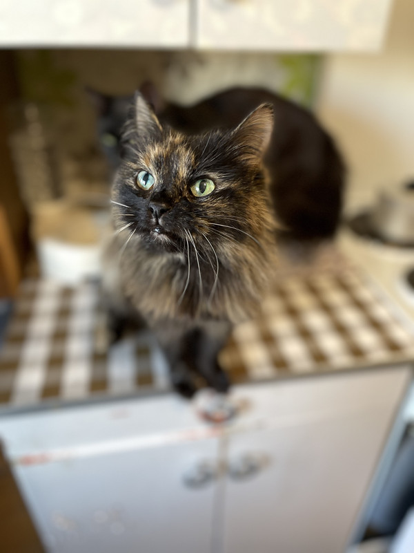 FDD1A5C7-2334-4E90-8BC2-09E8141080FA