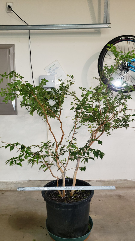 20230323_Jaboticaba