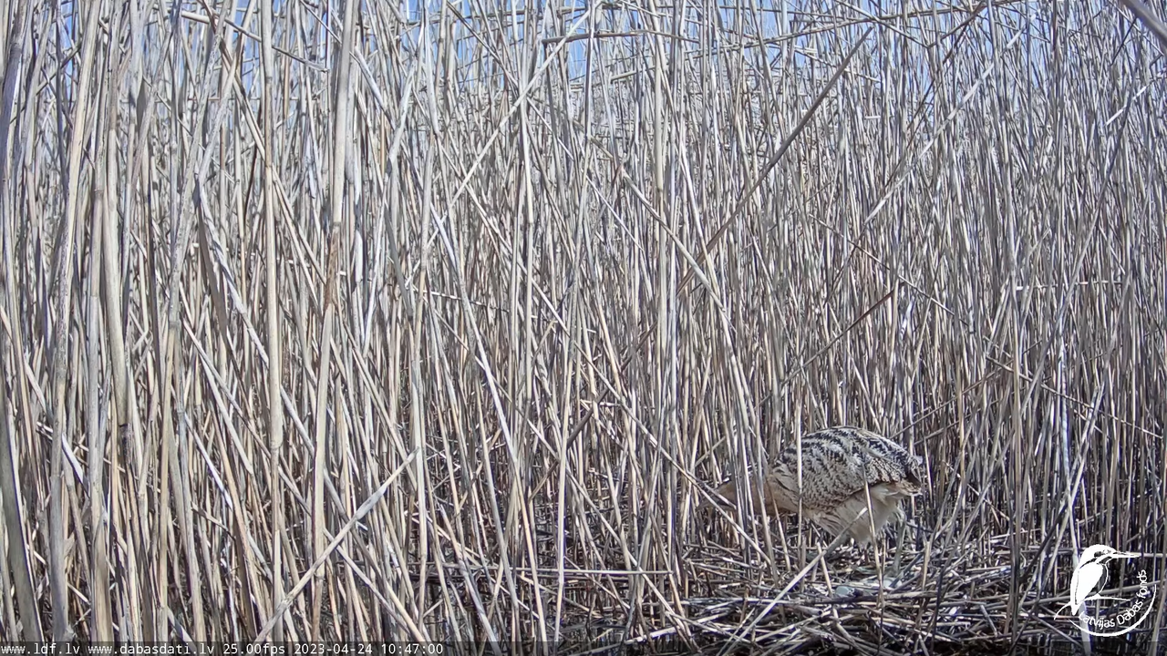 Lielais dumpis (Botaurus stellaris) Engurē - LDF tiešraide 13-13-10 screenshot