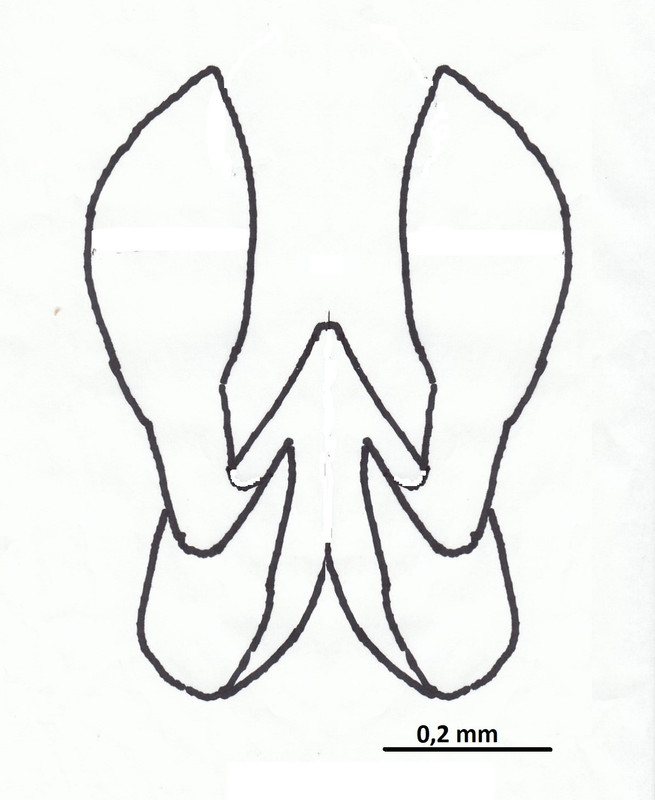 330030-Apex abdominal mâle