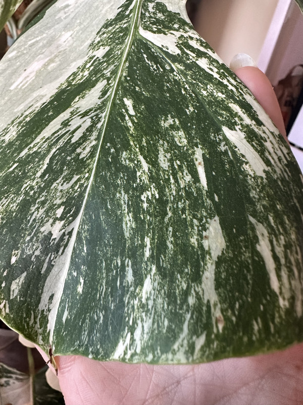 9815A84B-99CF-4E0F-8DC5-4F28AC4E6586