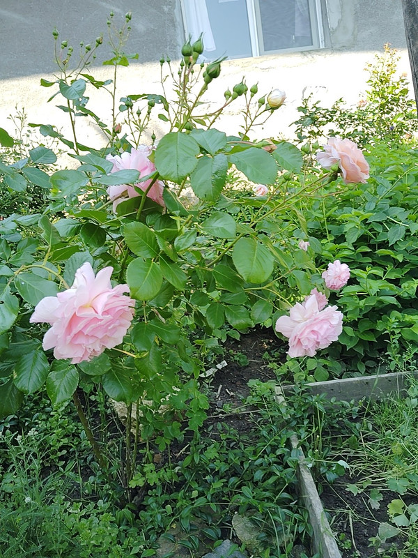 IMG 20260611 101512