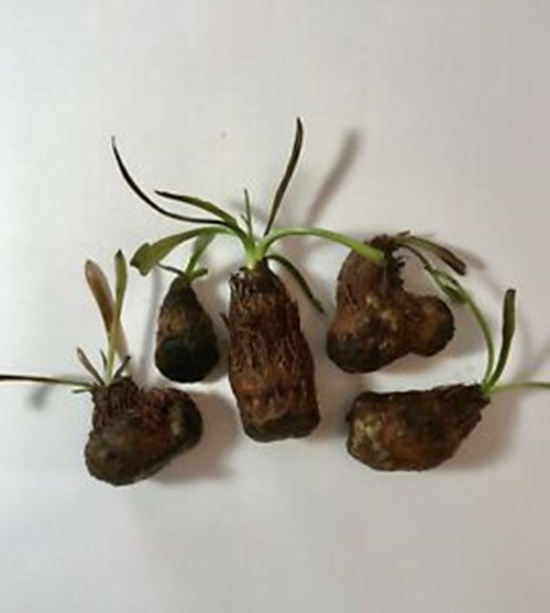 aponogeton bulbs