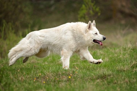 White German Shepherd Dogs from Instagram