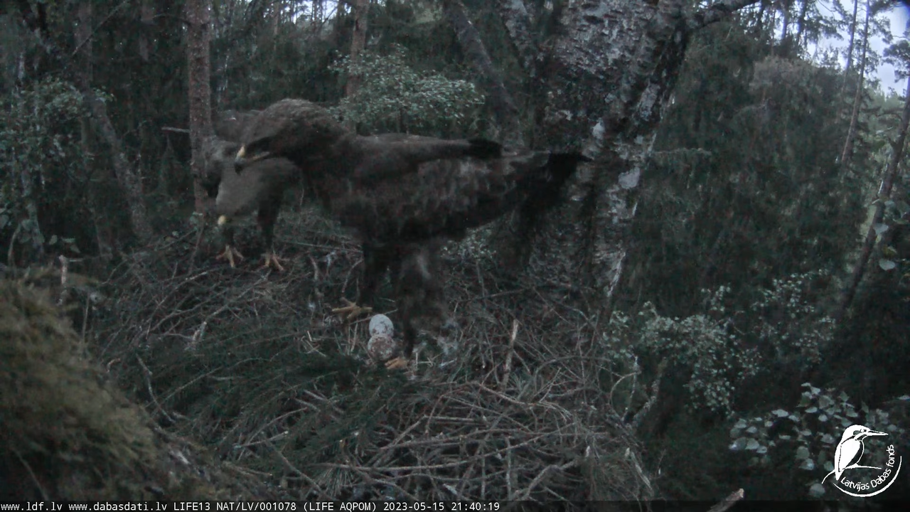 LDF Mazais ērglis (Clanga pomarina), ligzda bērzā 11-28-39 screenshot