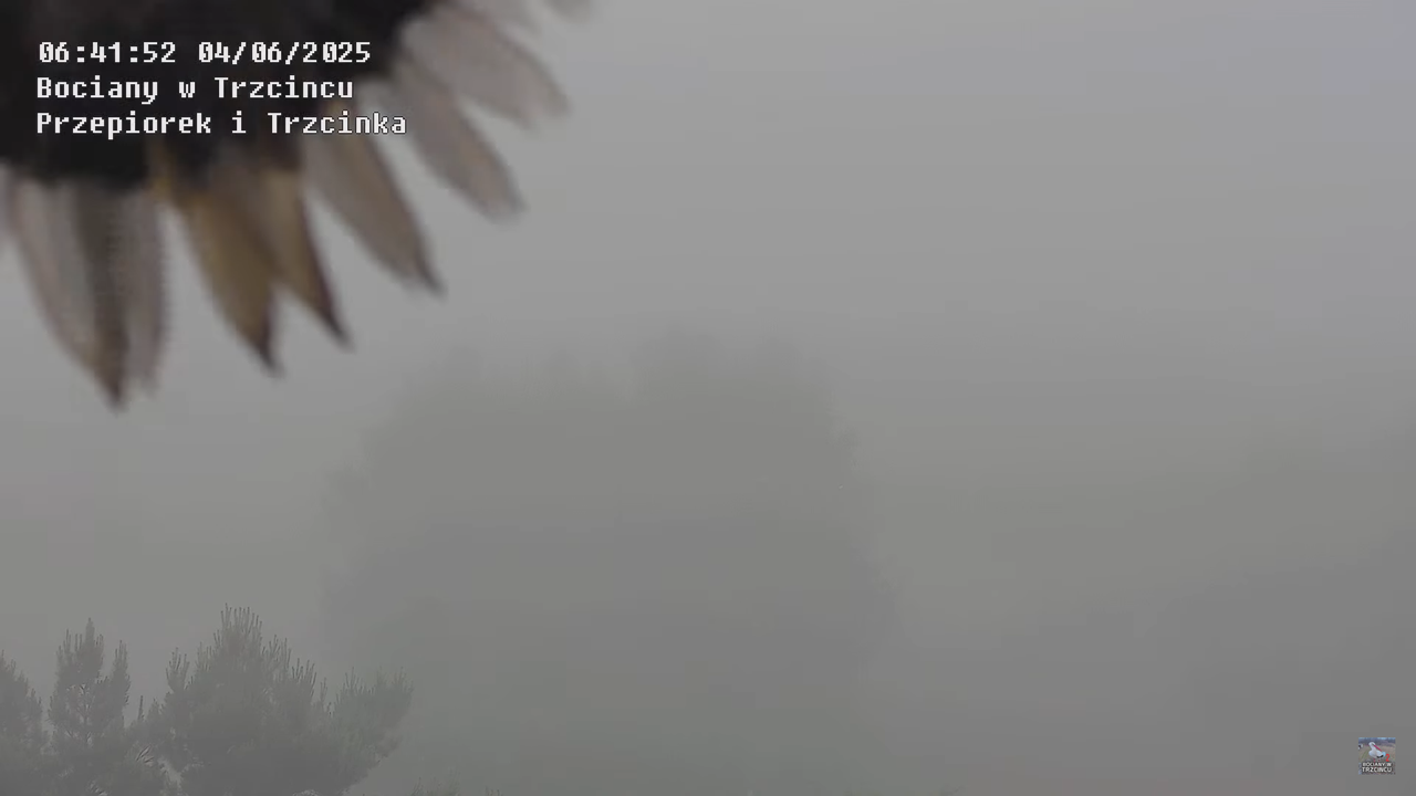 04062025bociany16