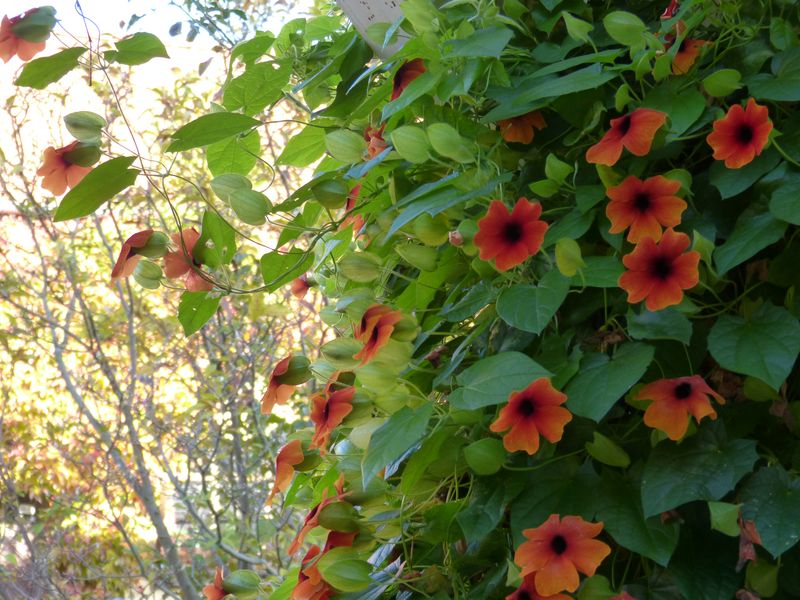 2014-11-01 Novemberblüten 1