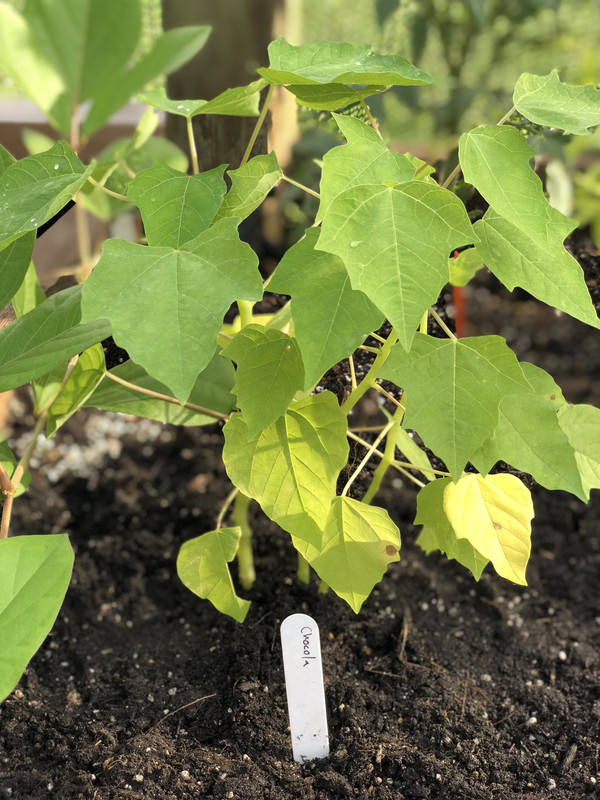 366A4411-9153-42B0-98F9-0A7DA061445E