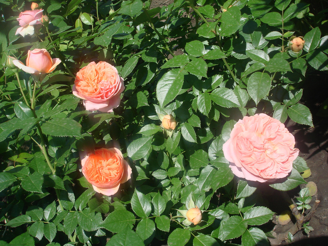 DSC00741