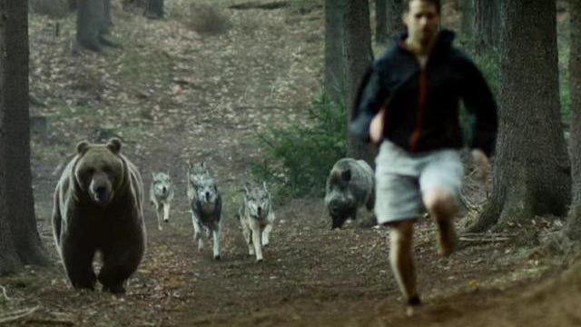 horkai-farkas-medve-vaddiszn.jpg