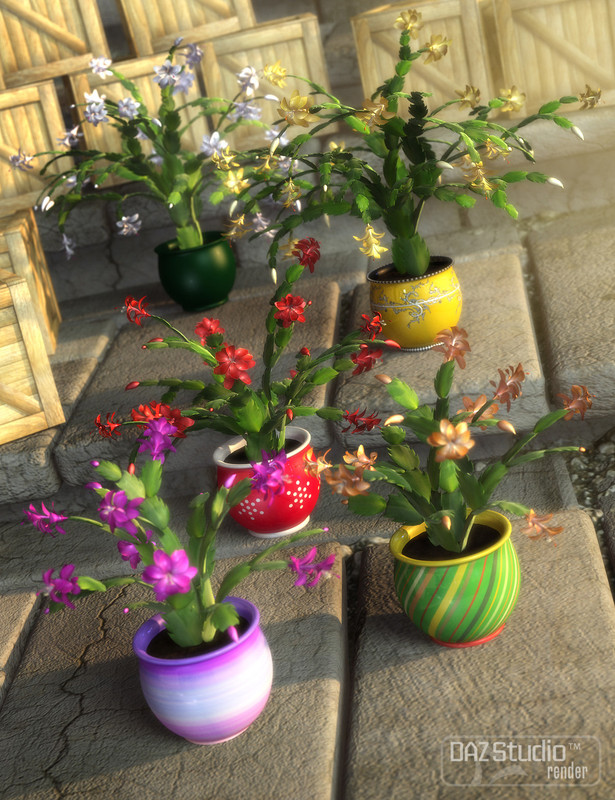 Holiday Cactus Holiday Cactus