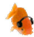 orange-gold-fish-headphones