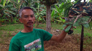 Terong-Perak-270313-(11)