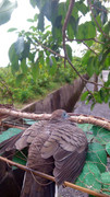 Taman-Jerai-AIMST-(4)