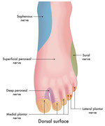 superficial peroneal nerve 1024x1024