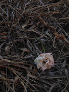 7.1.here lies Pinky and Rosy I