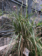 photo-iherbalgarden-3rd-028