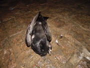 44.9.night dwellers IX