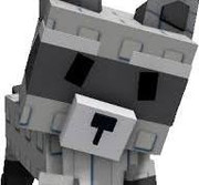 Racoon Pet