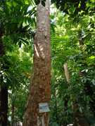 Arroceros-Forest-Park-Manila-Bagras20260715-141221
