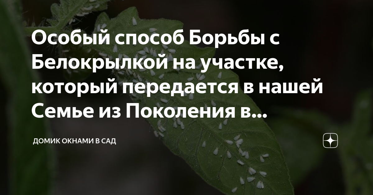 Органические способы борьбы с белокрылкой в приусадебном участке