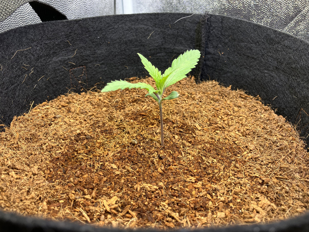 dIMG_1223(marzo 20  2023)