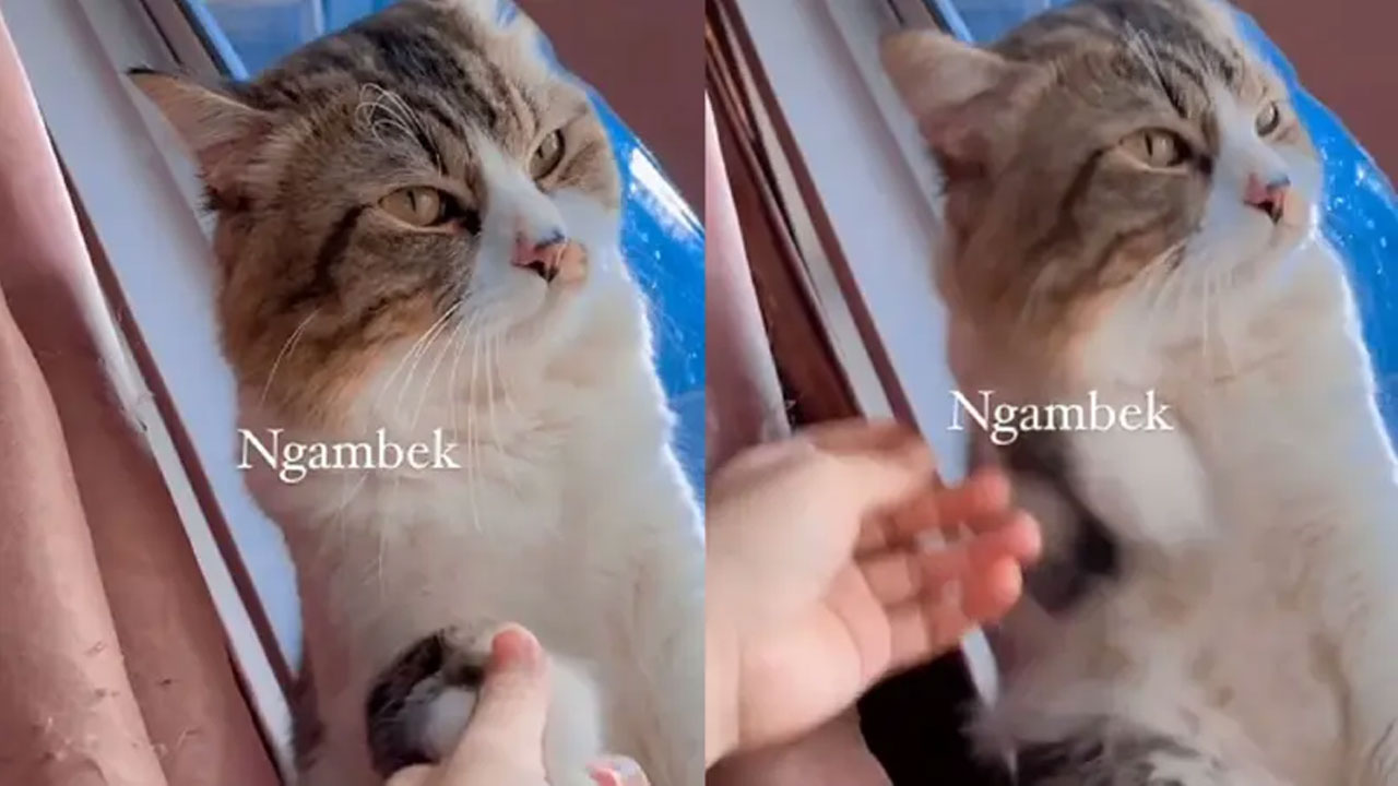 Kucing Ngambek Dilarang Makan Camilan