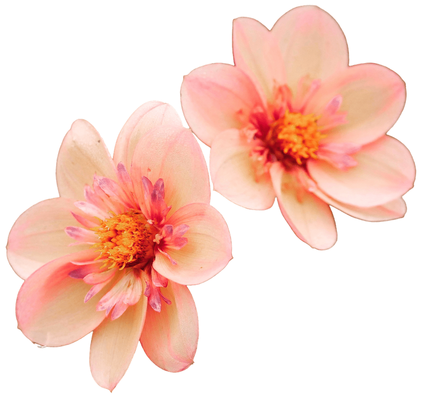 Peach Flowers 1