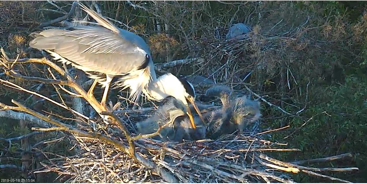Képernyőkép – 2018-05-18 20-16-02