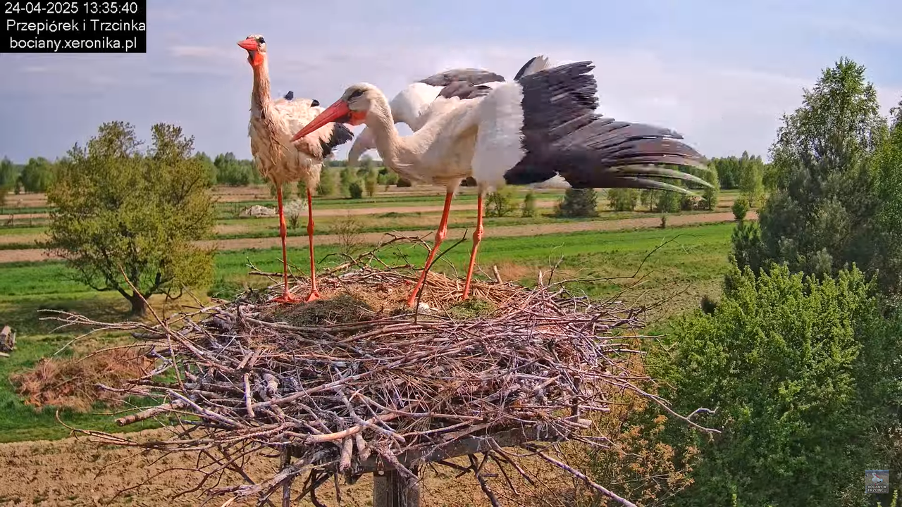24042025bociany14
