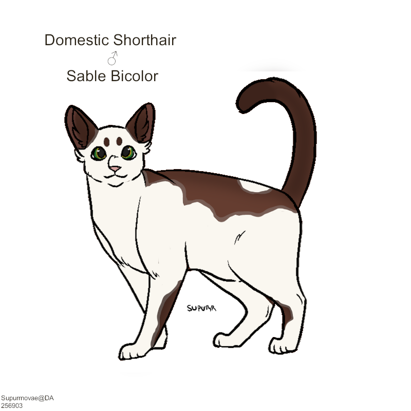 Sable-Bicolor-DSH.png