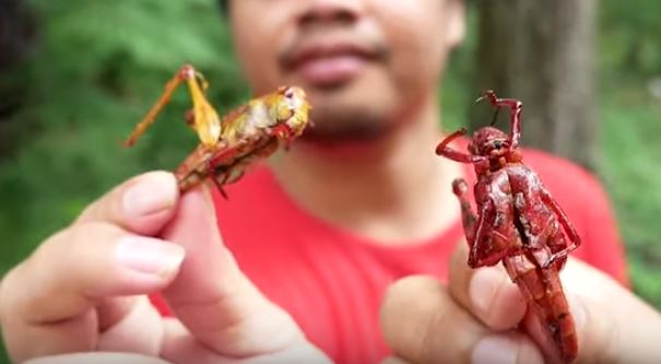 Belalang digoreng kering