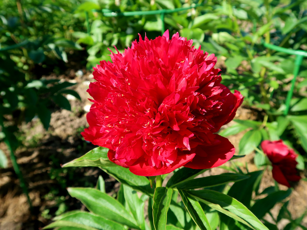Пион Red dandy 1