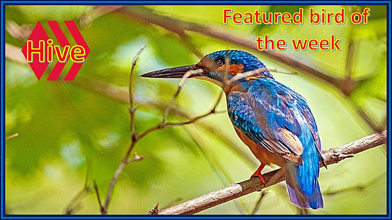 featured