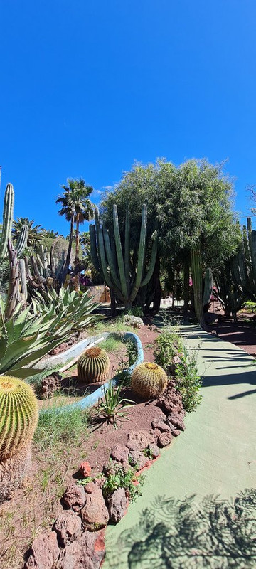 Gran Canaria: una paleta de colores - Blogs de España - Cocodrilo Park - Playa del Inglés - Arucas - Firgas (6)