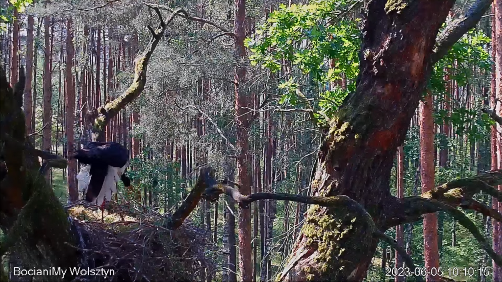 Zrzut ekranu (17183)