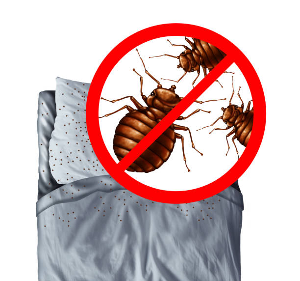 Bed-Bug-control-11.jpg