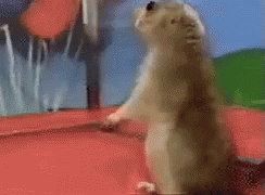 dramatic-gopher.gif