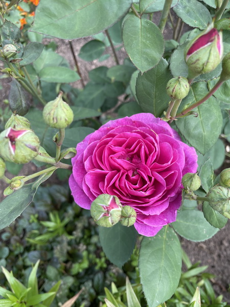 https://i.postimg.cc/qR4pCQpq/IMG-5268.jpg