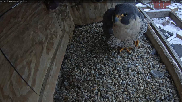 Przechwytywanie w trybie pełnoekranowym 03.02.2025 165239