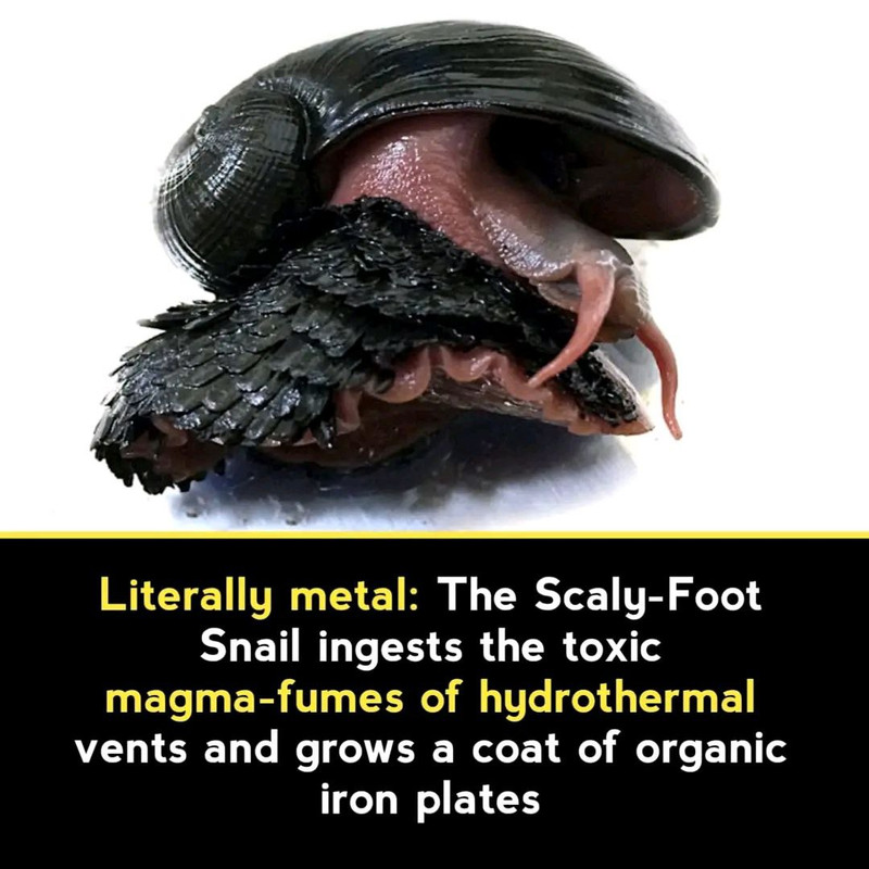 metal.jpg