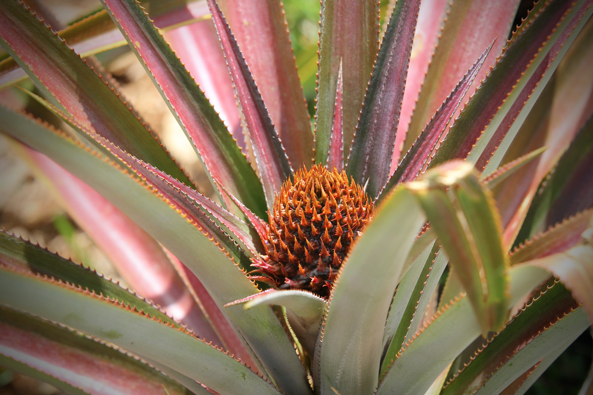 15929258-77C9-48BD-8EBE-F81B7C5B498D_1_201_a