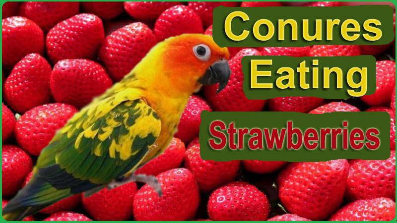 can conures eat strawberries
