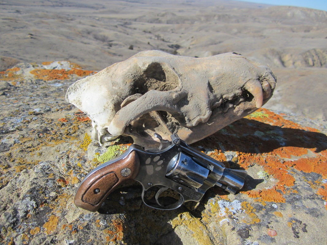 skull 014