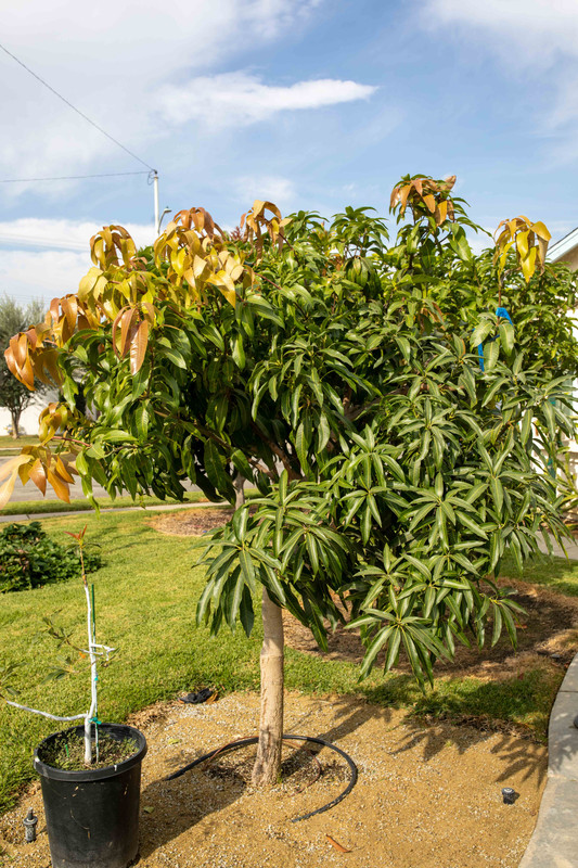 8U1A5413  Nam Doc Mai-Mallika Mango Tree, SV (11-1-2020)