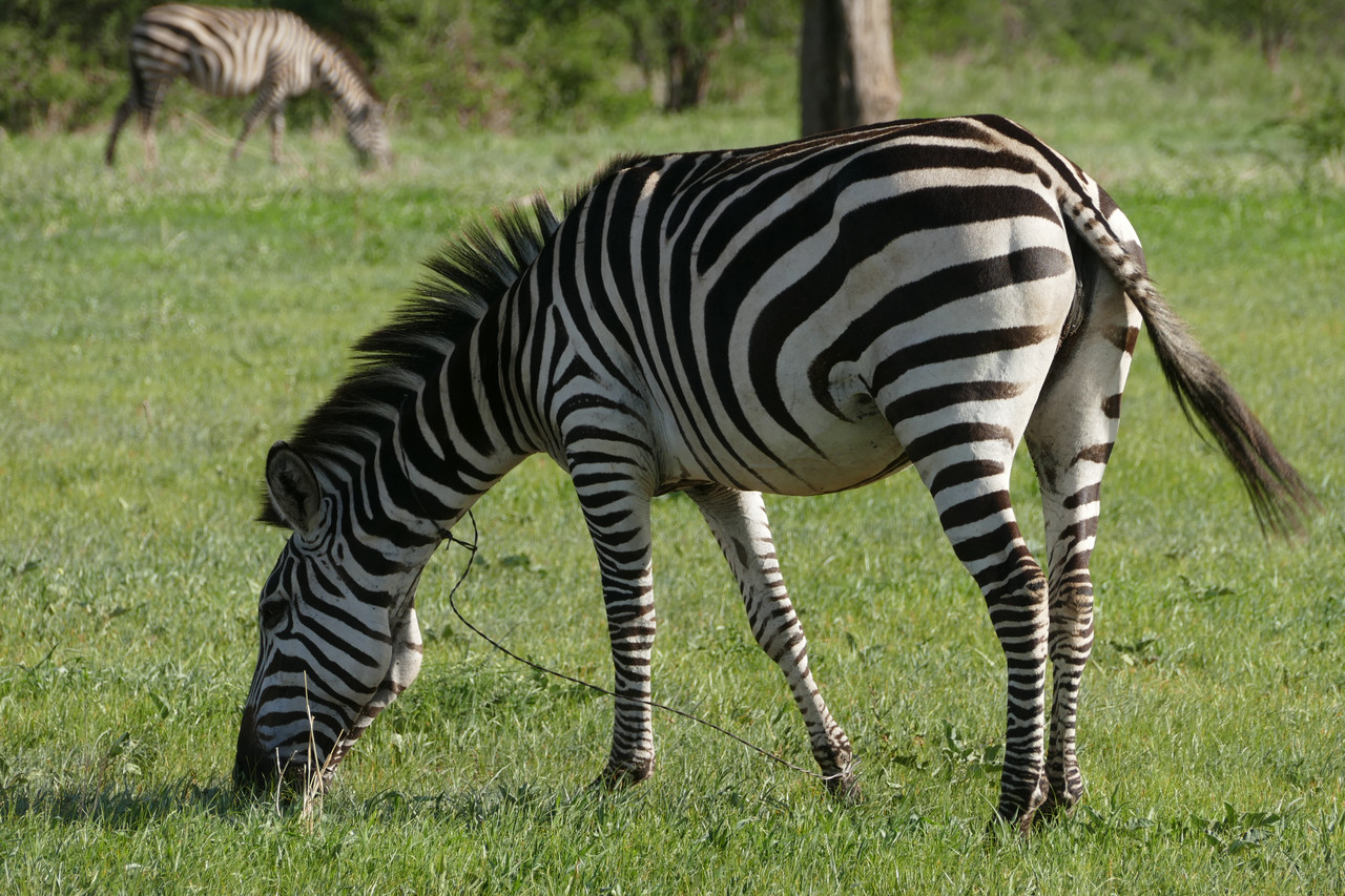 Zebra